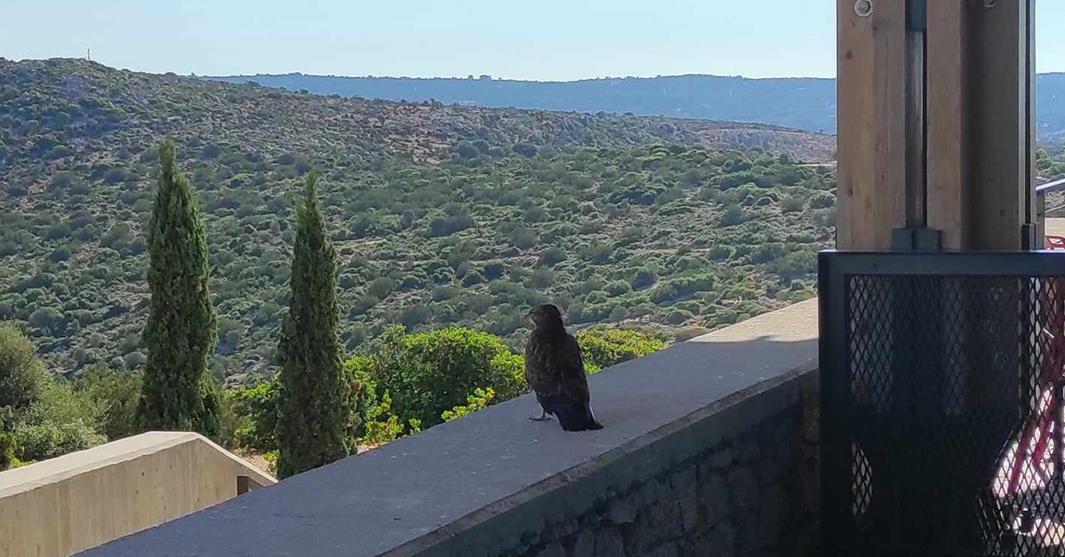 Μαυροπετρίτης Μουσείο Μαστίχας Χίου